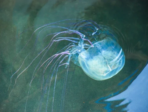 Двухлетний малыш из России умер в Малайзии. Его ужалила медуза