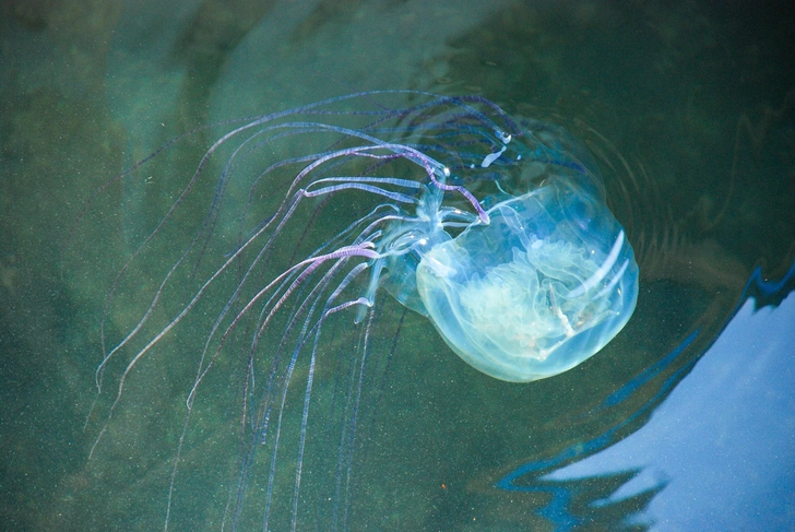 Двухлетний малыш из России умер в Малайзии. Его ужалила медуза