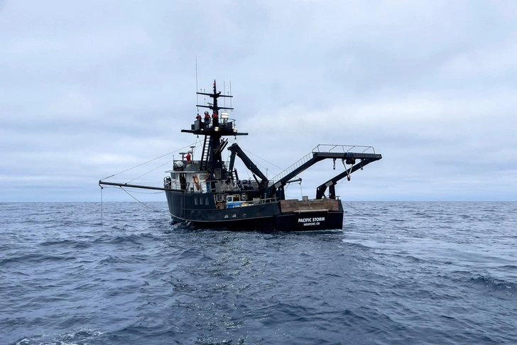 Этих китов никто не видел живыми, пока их не встретили у берегов Мексики