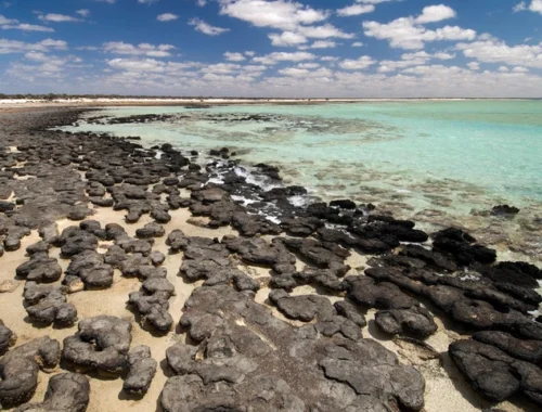 Искусственный интеллект нашел «призрачные» следы древней жизни на Земле Искусственный интеллект нашел «призрачные» следы древней жизни на Земле