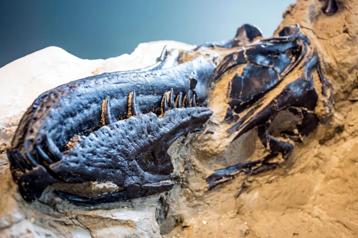 Я вам не подросток! Известная окаменелость «маленького тираннозавра» на самом деле принадлежит другому виду