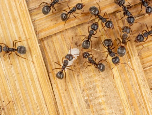 Королева мертва, да здравствует королева! Паразит заставляет рабочих муравьев убивать их собственную матку