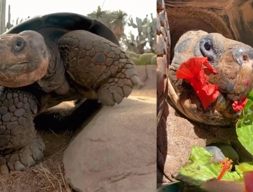 Королева зоопарка: в США усыпили 141-летнюю галапагосскую черепаху Бабулю Королева зоопарка: в США усыпили 141-летнюю галапагосскую черепаху Бабулю