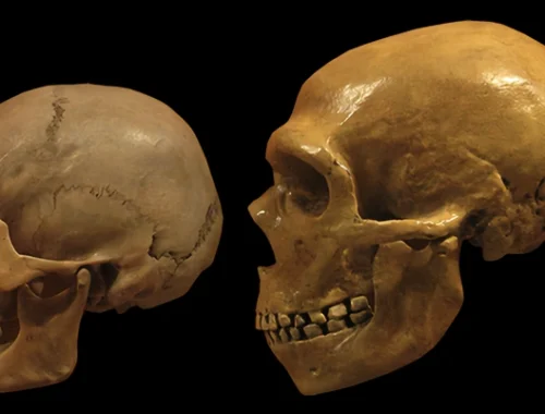 Математика помогла выяснить, куда исчезли неандертальцы Математика помогла выяснить, куда исчезли неандертальцы