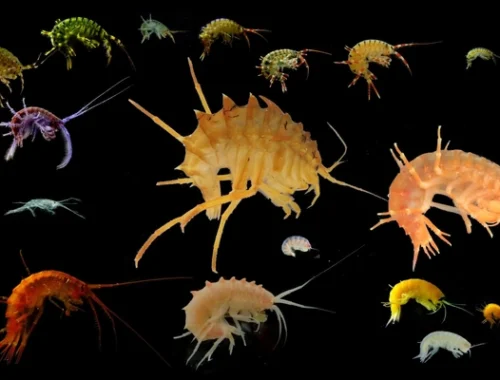 Нам не встретиться никак: разделенные Ангарой байкальские рачки напрочь разучились спариваться