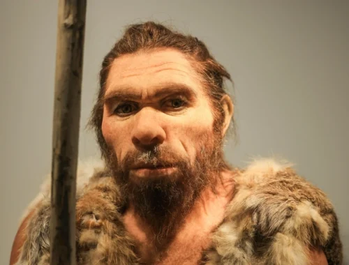 Неандертальцы съели «чужих» женщин и детей 45 тысяч лет назад в пещере в Бельгии