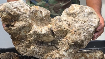 Офицер из Таиланда продает 55 кг затвердевшей рвоты кашалота. Просит миллион батов, но она явно дороже