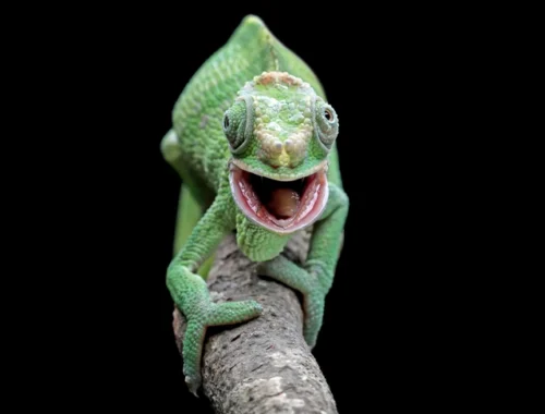 Особый взгляд: ученые раскрыли тайну независимого движения глаз хамелеонов