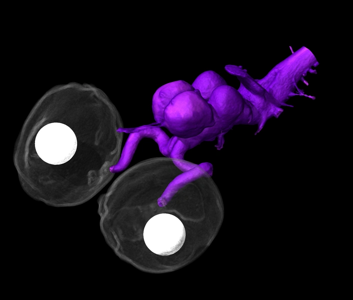 Особый взгляд: ученые раскрыли тайну независимого движения глаз хамелеонов