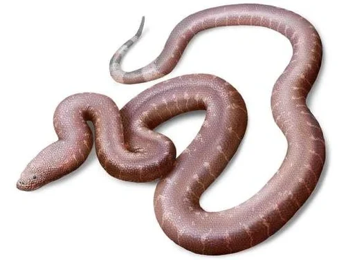 «Парадоксальная змея»: необычный новый вид древней змеи обнаружили в Англии