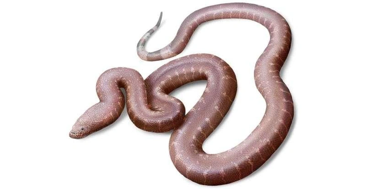 «Парадоксальная змея»: необычный новый вид древней змеи обнаружили в Англии