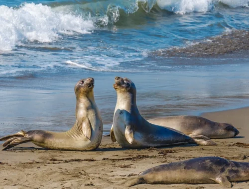 Птичий грипп уничтожил половину популяции морских слонов в Южной Атлантике