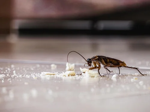 Тараканы могут усугубить аллергию и астму у детей — все дело в их экскрементах