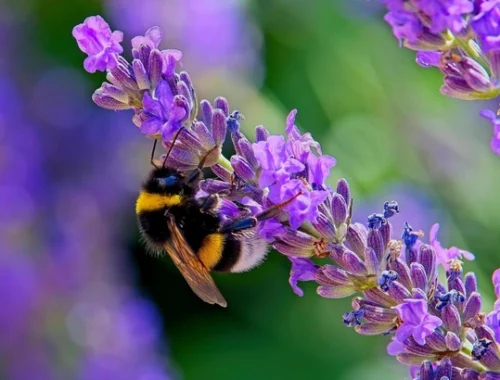 Точка-тире-точка: ученые научили шмелей понимать световую азбуку Морзе Точка-тире-точка: ученые научили шмелей понимать световую азбуку Морзе