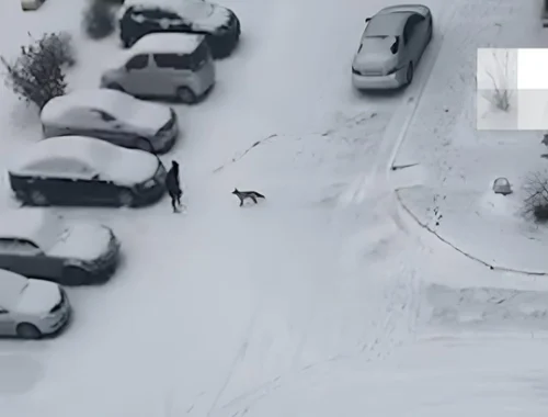 Тушу проверят на бешенство: найдена мертвой лиса, кошмарившая жителей окраины Новосибирска