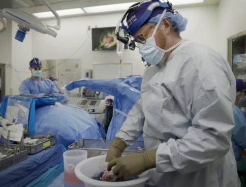 Ученые нашли способ пересаживать органы свиней человеку — раньше трансплантаты часто отторгал организм Ученые нашли способ пересаживать органы свиней человеку — раньше трансплантаты часто отторгал организм