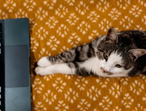 Учёные считают, что домашние кошки могут увеличить риск развития шизофрении вдвое: какую опасность несут в себе пушистики