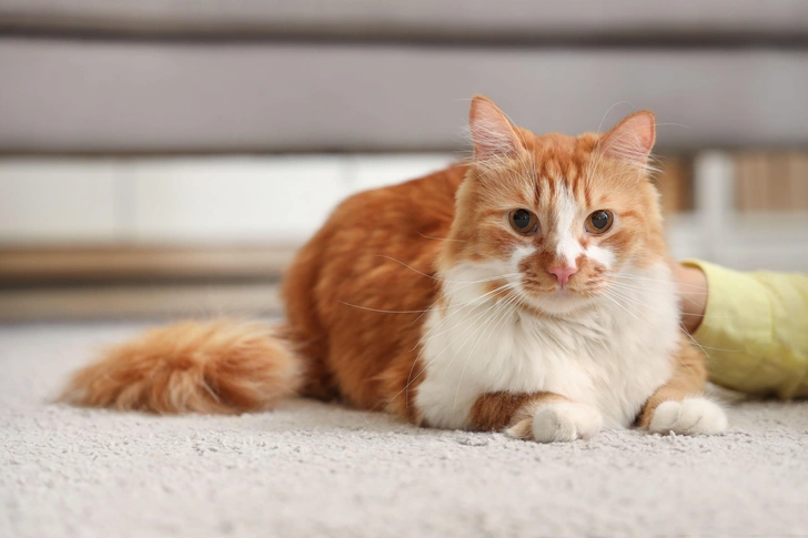 Учёные считают, что домашние кошки могут увеличить риск развития шизофрении вдвое: какую опасность несут в себе пушистики