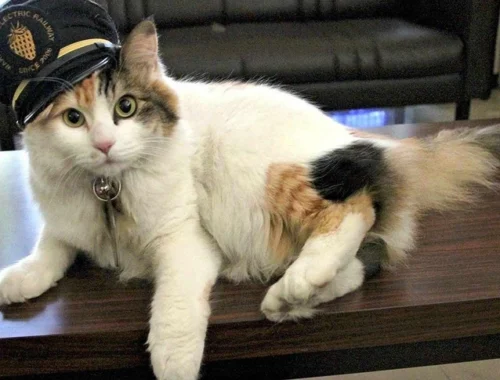 В Японии умерла Нитама — легендарная кошка-смотрительница вокзала Киси