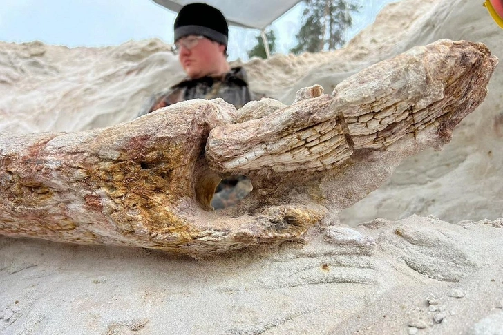 В Ленобласти найдено дерево возрастом 385 млн лет: уникальная находка меняет представления об эволюции растений