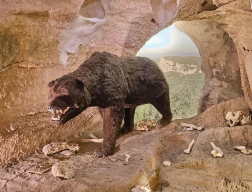 В России нашли гигантского медведя весом 700 кг, жившего 6 миллионов лет назад