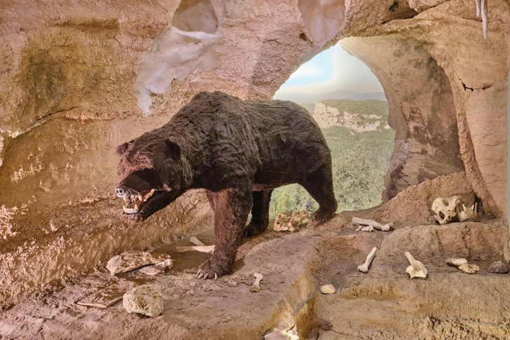 В России нашли гигантского медведя весом 700 кг, жившего 6 миллионов лет назад