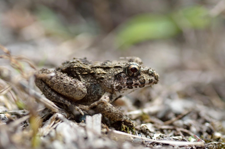 В России стало на одну лягушку больше — редкий вид обнаружили на границе с Китаем