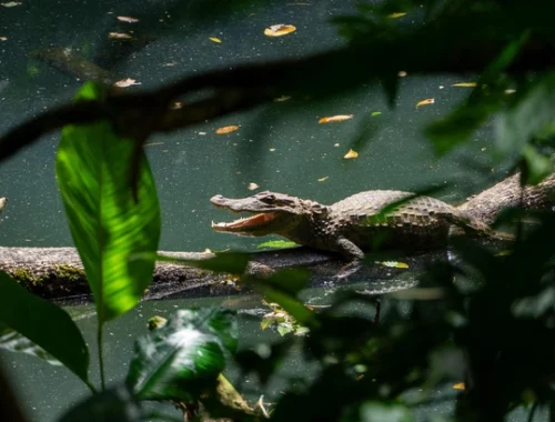 Забудьте про пауков: в древней Австралии крокодилы прыгали на добычу с деревьев