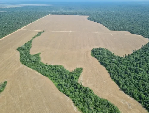 Амазония стремительно нагревается: леса могут не пережить «гипертропический» климат