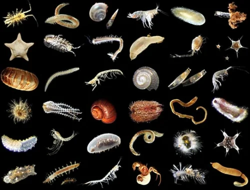 Глубоководная добыча угрожает жизни океана: крупнейшее исследование показало потерю трети донных животных Глубоководная добыча угрожает жизни океана: крупнейшее исследование показало потерю трети донных животных