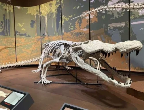 Хищник размером со школьный автобус. Первую достоверную копию убийцы динозавров создали в США Хищник размером со школьный автобус. Первую достоверную копию убийцы динозавров создали в США