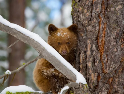 Итальянские медведи измельчали и подобрели. Это естественный отбор Итальянские медведи измельчали и подобрели. Это естественный отбор