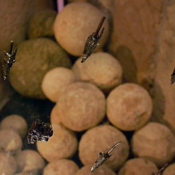 Иудеи разобрали стену, которую не смогли разрушить враги. История древней находки из Иерусалима