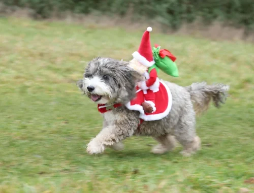 Мы неправильно понимаем собак: ученые выяснили, как наше настроение искажает их эмоции