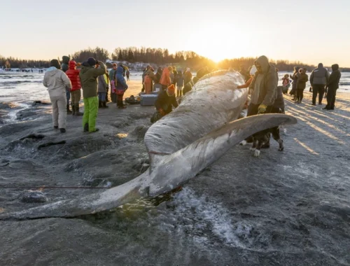На вашем пляже появляется мертвый кит. Что будете делать с 40-тонной тушей?
