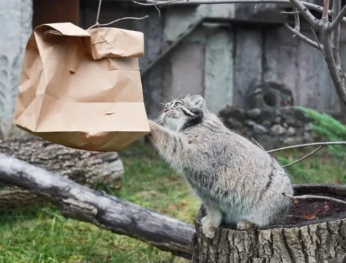 На «з» начинается, на «а» заканчивается: манул Тимофей подарил русскому языку новое слово