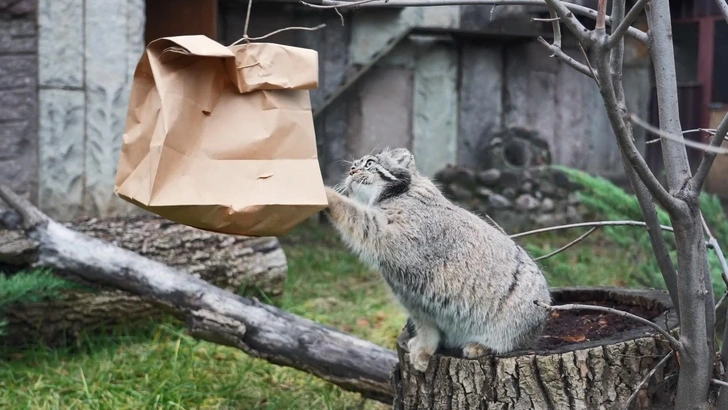 На «з» начинается, на «а» заканчивается: манул Тимофей подарил русскому языку новое слово