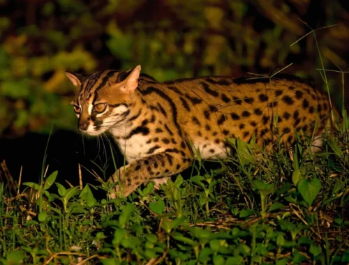 Не домашние и не прирученные: кого на самом деле держали рядом с собой древние фермеры Китая
