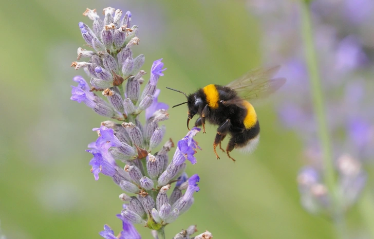 Оптимизм по‑шмелиному: как насекомые заражают друг друга хорошим настроением