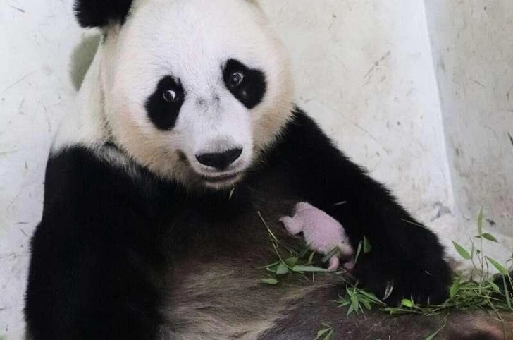 Панда‑первенец: как начинается жизнь долгожданного малыша в Индонезии
