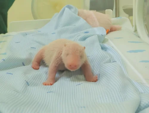 Панда‑первенец: как начинается жизнь долгожданного малыша в Индонезии Панда‑первенец: как начинается жизнь долгожданного малыша в Индонезии