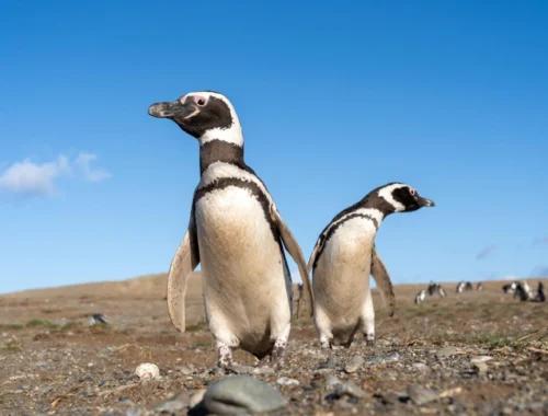 Патагония в агонии: у степных пингвинов появился неожиданный враг среди животных Патагония в агонии: у степных пингвинов появился неожиданный враг среди животных