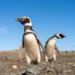 Патагония в агонии: у степных пингвинов появился неожиданный враг среди животных