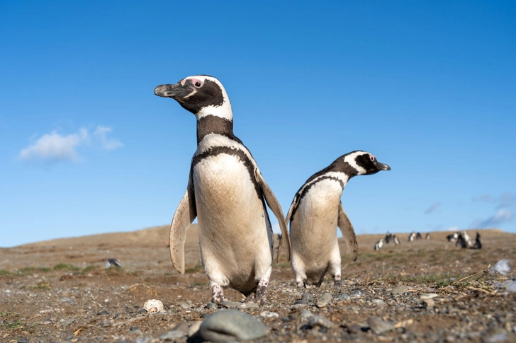Патагония в агонии: у степных пингвинов появился неожиданный враг среди животных