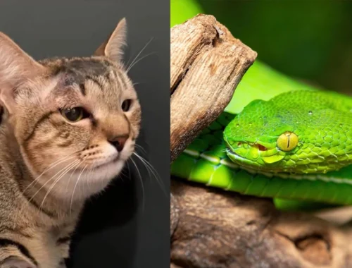 Плакала и кричала от боли: как кошка Мася спасла свою хозяйку Анну от смертельно-опасной змеи на Бали