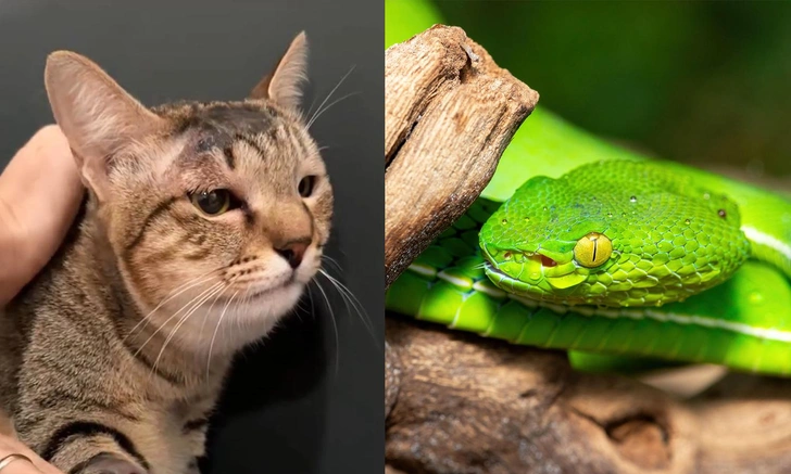 Плакала и кричала от боли: как кошка Мася спасла свою хозяйку Анну от смертельно-опасной змеи на Бали