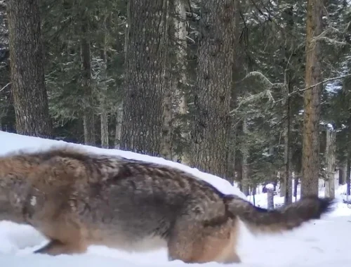 По зубам? Кавказский заповедник показал видео нападения дерзких молодых волков на зубров