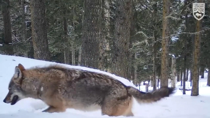 По зубам? Кавказский заповедник показал видео нападения дерзких молодых волков на зубров