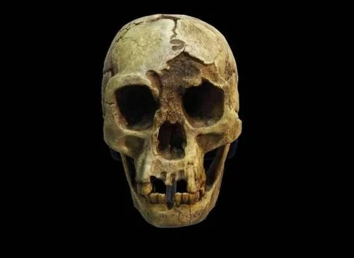 Последний след «хоббитов»: как климат и вулканы изменили их мир Последний след «хоббитов»: как климат и вулканы изменили их мир