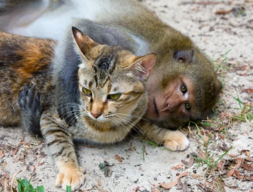 Римские солдаты в Египте держали индийских макак. А у обезьян были свои питомцы — котята и поросята